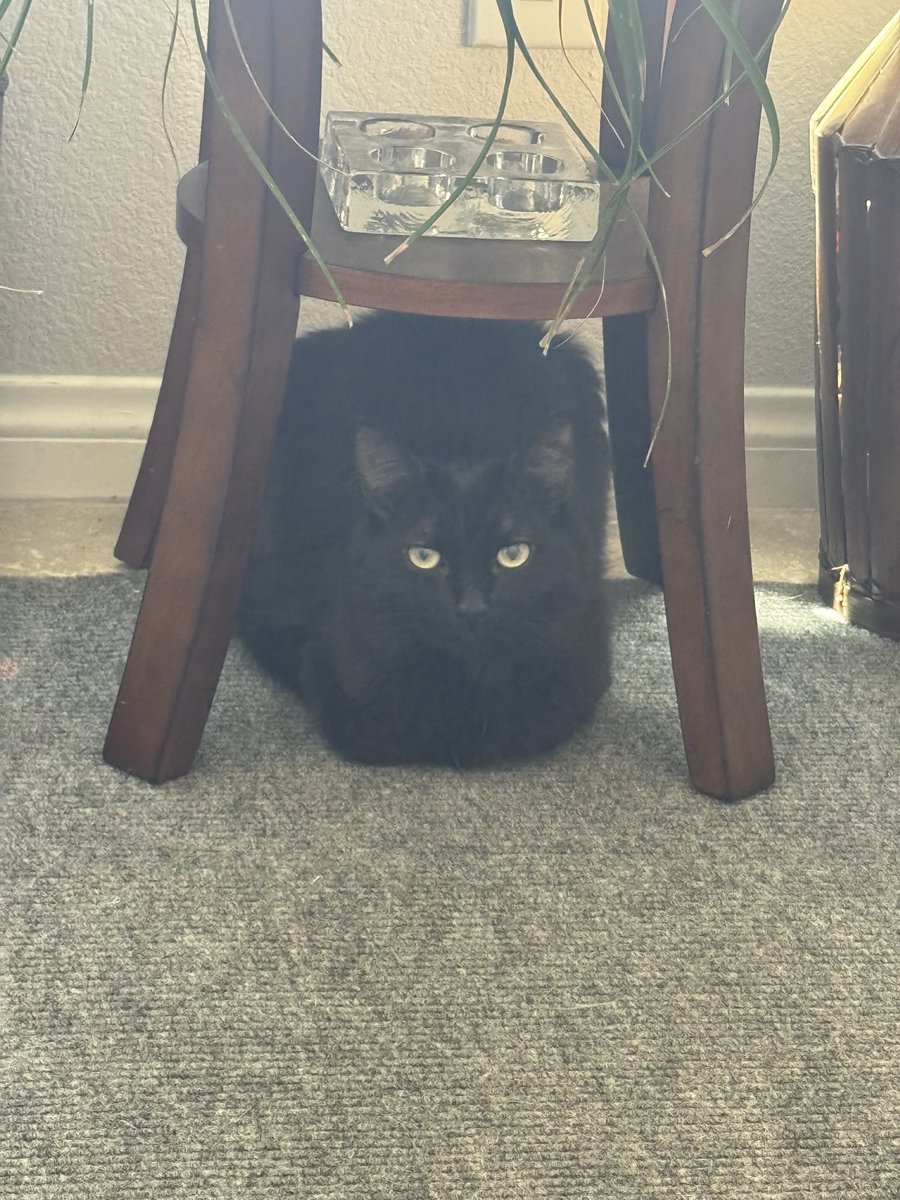 ColdPhazon's tweet photo. Bwead :3 🍞#cats https://t.co/Afy9Gc9ig8