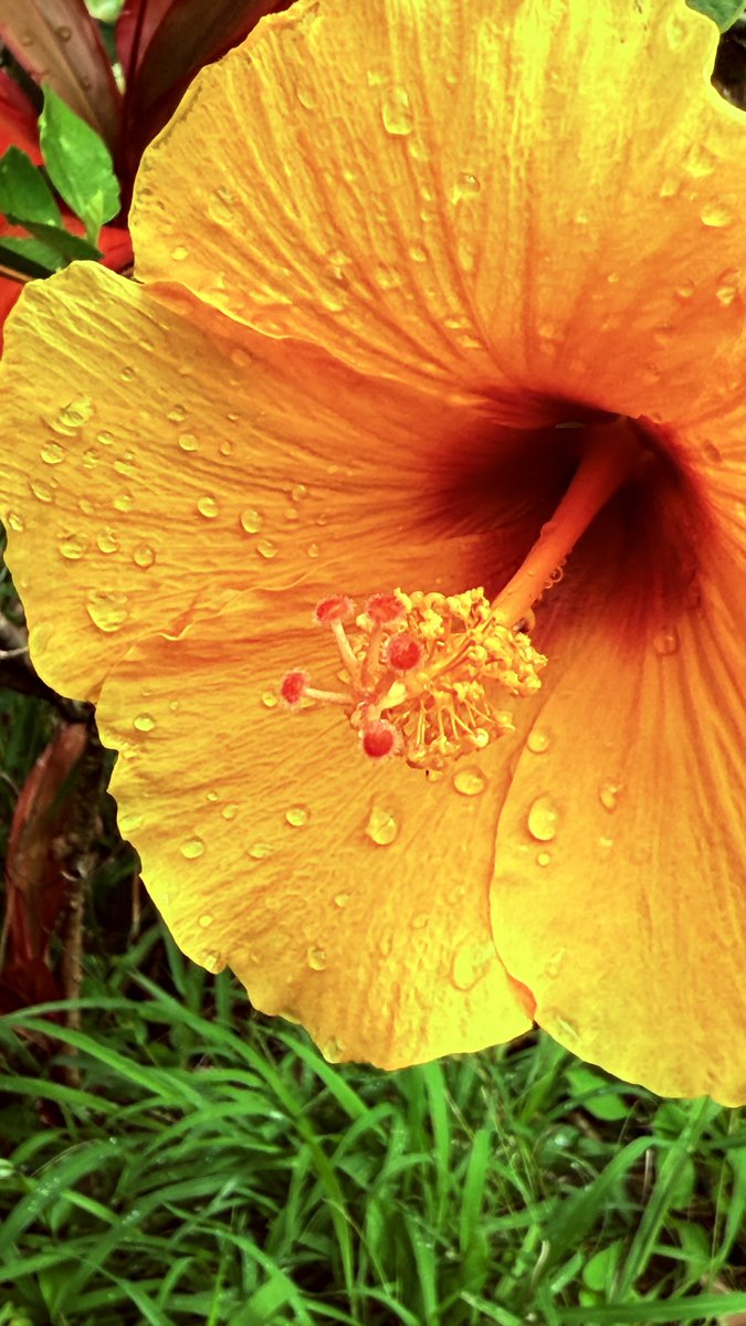 s_westerly's tweet photo. Hibiscus after a Morning Rain ~                                                  #Hibiscus #Flower https://t.co/9EeivshVM9