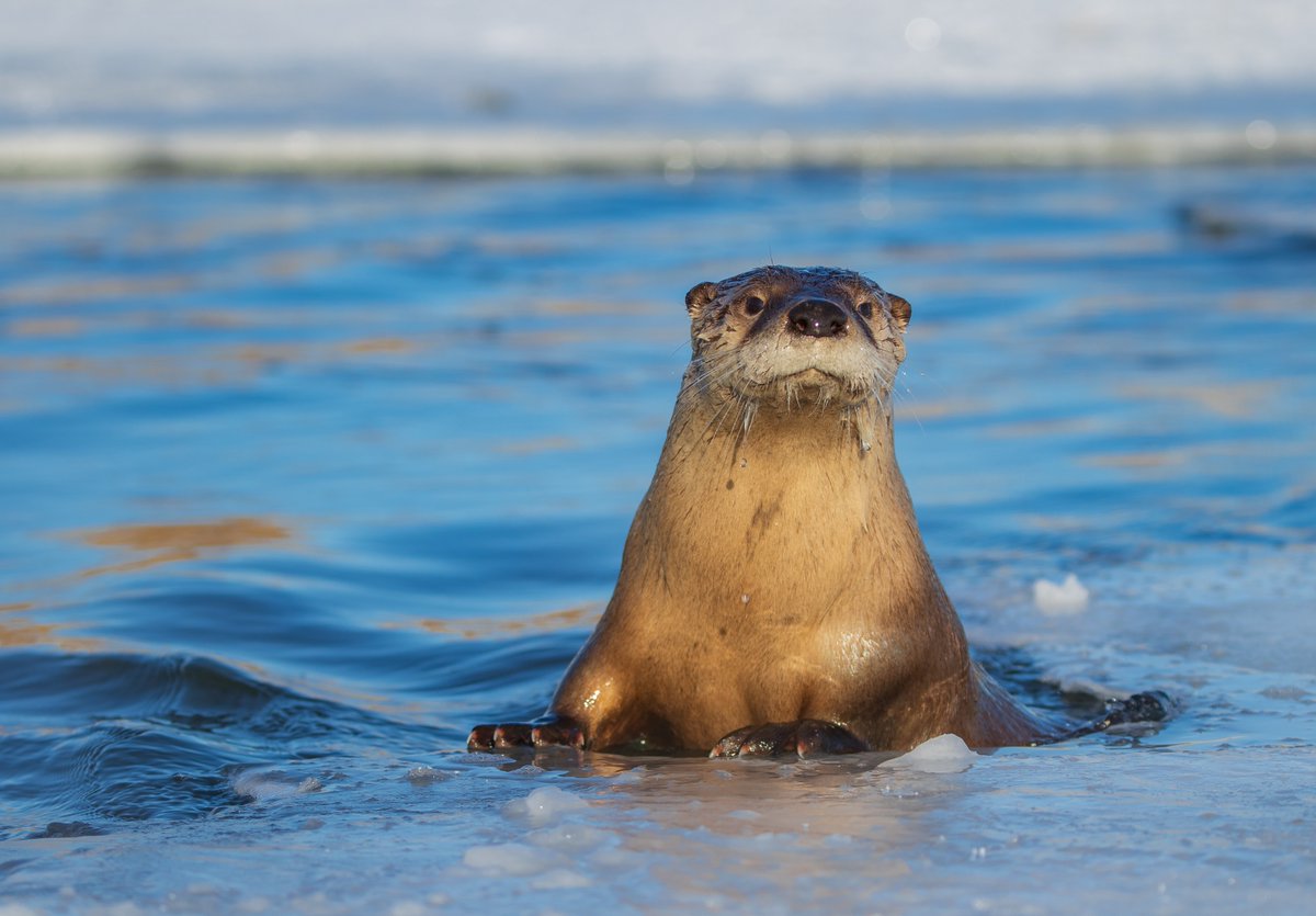 BLM_ES's tweet photo. Happy World Otter Day! 🦦 

Lake Vermilion is home to playful North American river otters! With 86 public islands and hundreds of bays, it’s a perfect spot for wildlife watching, paddling, and fishing. 

Discover your public lands: https://t.co/CgPqxzhTx6 https://t.co/Y5G4aPbT1S
