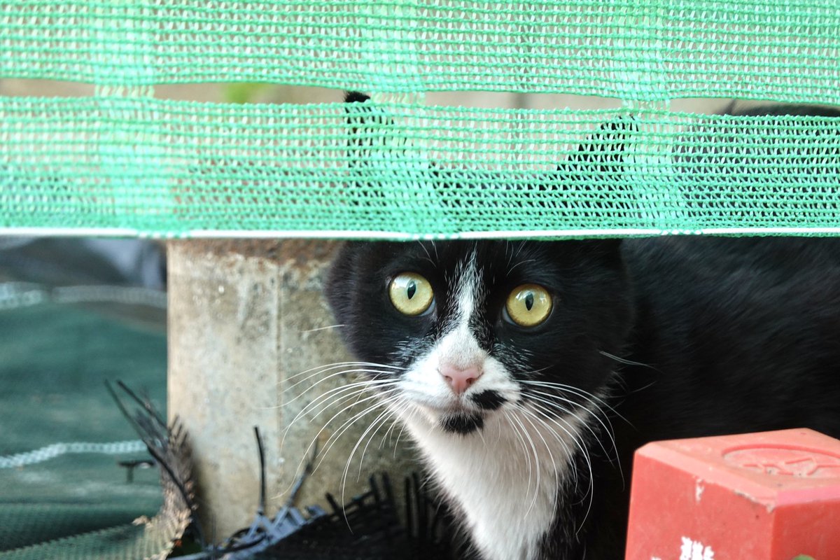 rep1ay's tweet photo. グリーンメッシュ　の、ねこ。

#グリーンメッシュ #ねこ #ネコ #cat #cats https://t.co/qJRe12IzOI