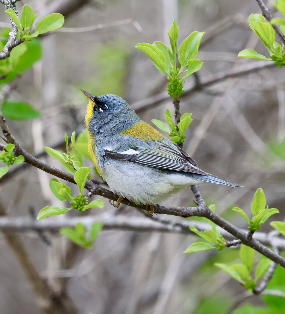 displacednewfie's tweet photo. “That is one good thing about this world, there are always sure to be more springs.” - L.M. Montgomery 

Spring migration is close to being over.  A few of my favourite Warbler sightings.
#ShareYourWeather @weathernetwork https://t.co/zwzyBtb3kN