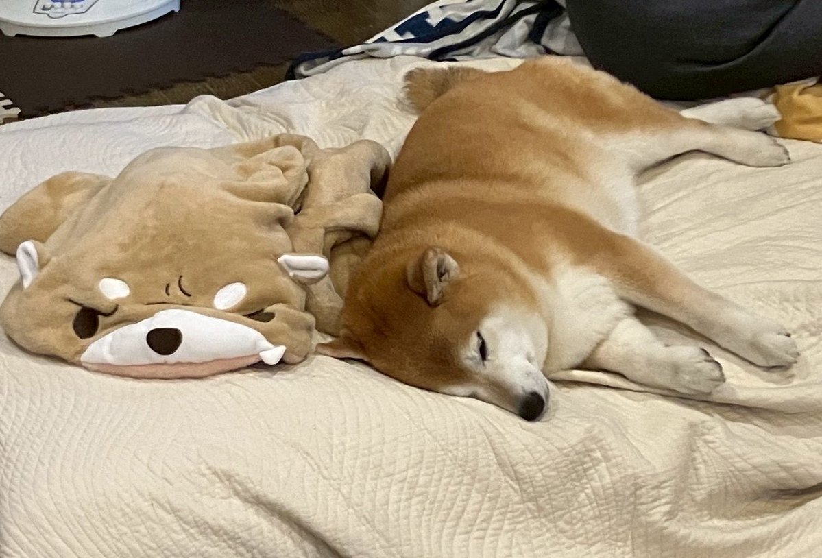 柴犬🌼瑚子 (@shibacoco0613) / Posts / X