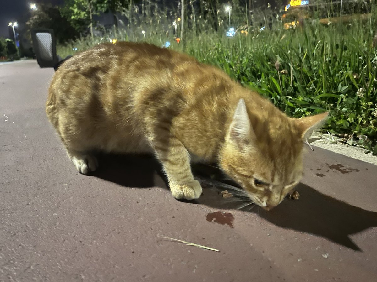 şişkokedilere mama yok tweet media