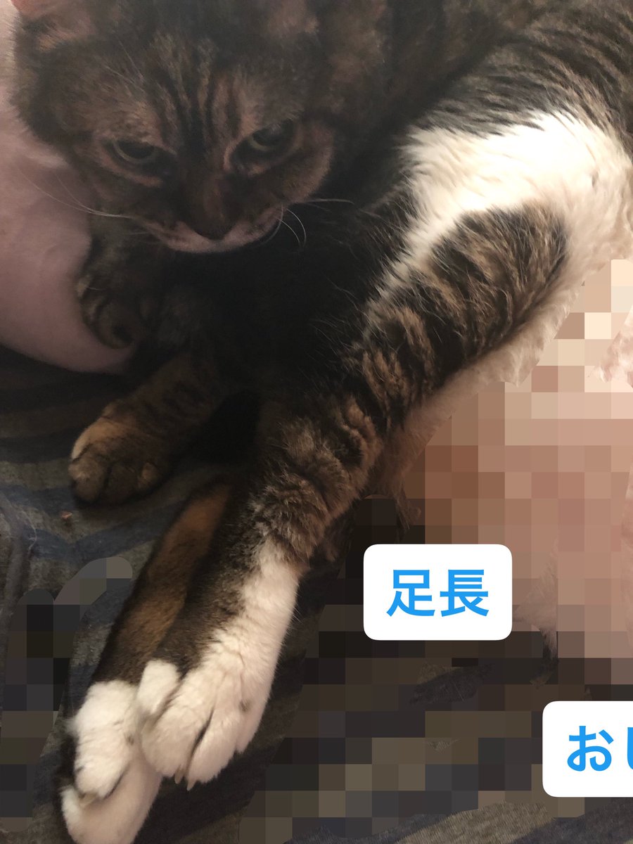 KAZABANA吹雪 tweet media
