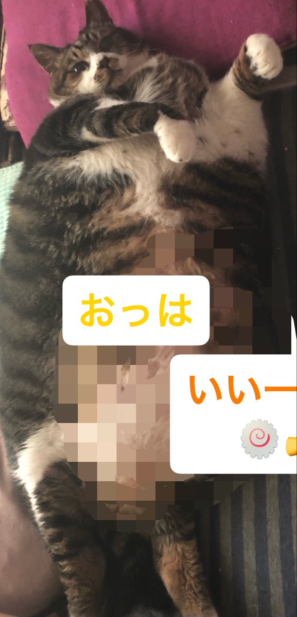 KAZABANA吹雪 tweet media