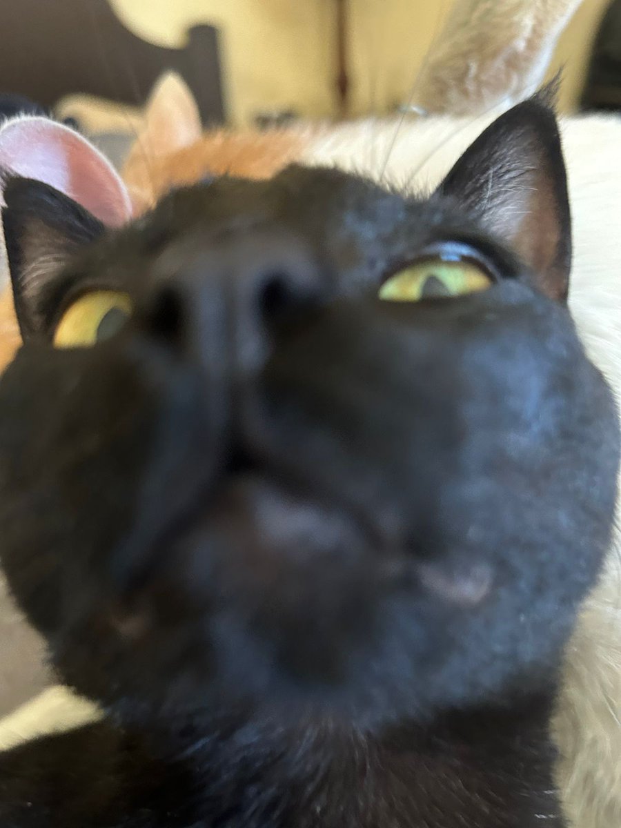 FreakDiFront's tweet photo. Bael cara de pastel 🤪🐈‍⬛🫠 https://t.co/1xXgau7CZm