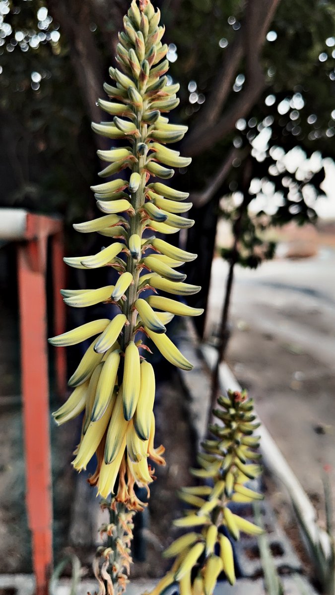 Fadel_000's tweet photo. Quiet streets. Golden blooms. Just another day letting nature do the talking 🌾🤍
#GoldenHour #AloeFlower #MoodyNature #StreetBotany #SlowLiving #NatureAesthetic https://t.co/GSVZmPRztV