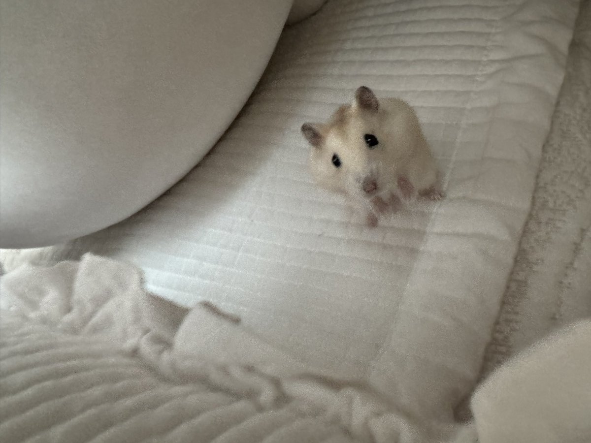 dubu tweet media
