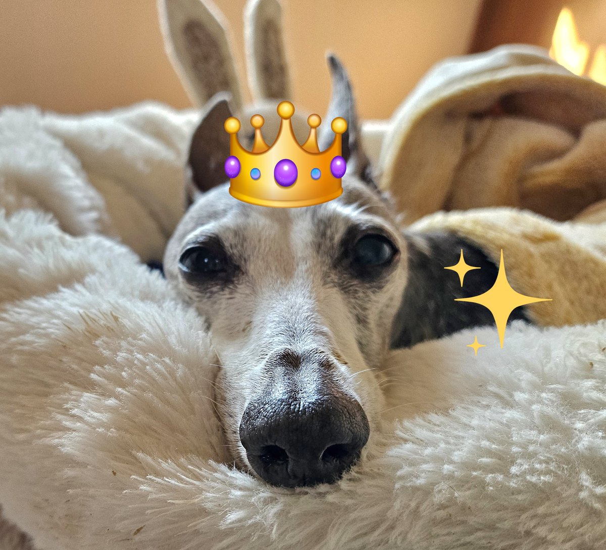 oitoma612's tweet photo. ねむちゃん🐶✨️
15歳のお誕生日おめでとう🤩
これからも、穏やかな毎日を一緒に過ごそうね🍀
いつも、ありがとう❤ https://t.co/NGtjuG8OQw