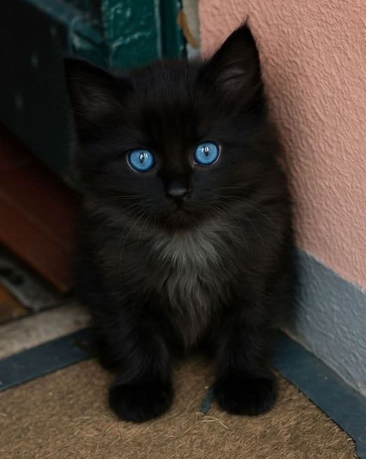 man_dares's tweet photo. Blue-eyed cat https://t.co/jLxq9mutwD