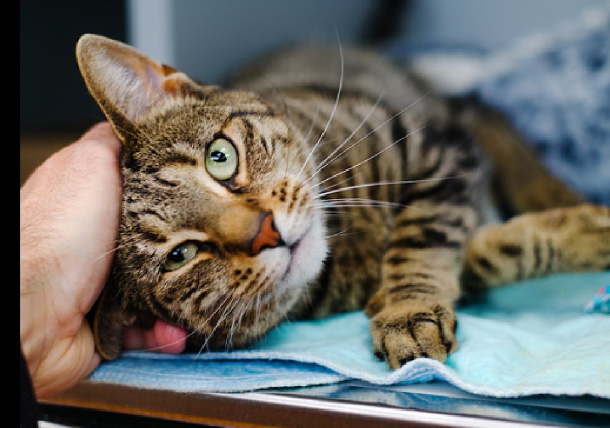 JLthekid9999's tweet photo. 🆘🆘 CELINA (ID 252316), 4 YO, FEMALE –  IN QUEENS ACC - came into the shelter as an owner surrender on 5/5/2026, with the surrender reason stated as person circumstance- landlord won't allow.    🆘🆘 😿 😿 😿 😿

➡️TBD 5/30/26

➡️ 🆘🆘  1ST Chance on Emergency Placement List – VERY URGENT – 🆘🆘 😱🔥🔥😱

➡️ 24 DAYS IN SHELTER – TOO LONG – TIME IS RUNNING OUT

➡️ CELINA IS ON THE EPL FOR BEHAVIORAL REASONS -She is not thriving in the care center and is deteriorating in the Adoptions room. She is now displaying signs of petting-induced aggression. “Deteriorating in Adoptions Room” means that the cat will be given very little time for rescue/foster/adoption.🔥🔥🔥🔥

At the time of assessment, Celina did not tolerate petting or handling. Because her previous owner reports she is a friendly and affectionate lap cat, following her family around, and will be very cuddly and hopping on shoulders once she warms up to her people, in a home environment - the behaviors are considered to be shelter specific, and she would make a great pet but struggles in shelter. This cat is suitable for adopters with previous cat experience, willing to work with a cat to help them adjust and settle in. Celina is a gorgeous tabby girl with a playful spirit, bright personality, and lots of love waiting beneath the surface. ✨🐾 Shelter life has been overwhelming for her, so she's still learning to feel safe here. But according to her previous family, once Celina settles into a home, she transforms into an affectionate cuddle bug who follows her people around, hops onto shoulders, and happily curls up as a lap cat. This lively girl loves toys, activities, and interactive play, and she's looking for a patient, cat-savvy adopter who will give her the time and understanding she needs to blossom again. With a little patience, Celina promises to reward her future person with companionship, affection, and plenty of personality. If you're ready to help a sensitive girl rediscover her confidence, Celina could be your perfect match. 🩷 ❤️ 😻❤️ 😻❤️ 😻

NEEDS OUT OF SHELTER ASAP –

Please RT or pledge, if you can, to save this little one.

@AdamsPaulGrimke

💔😿🙏Thank you