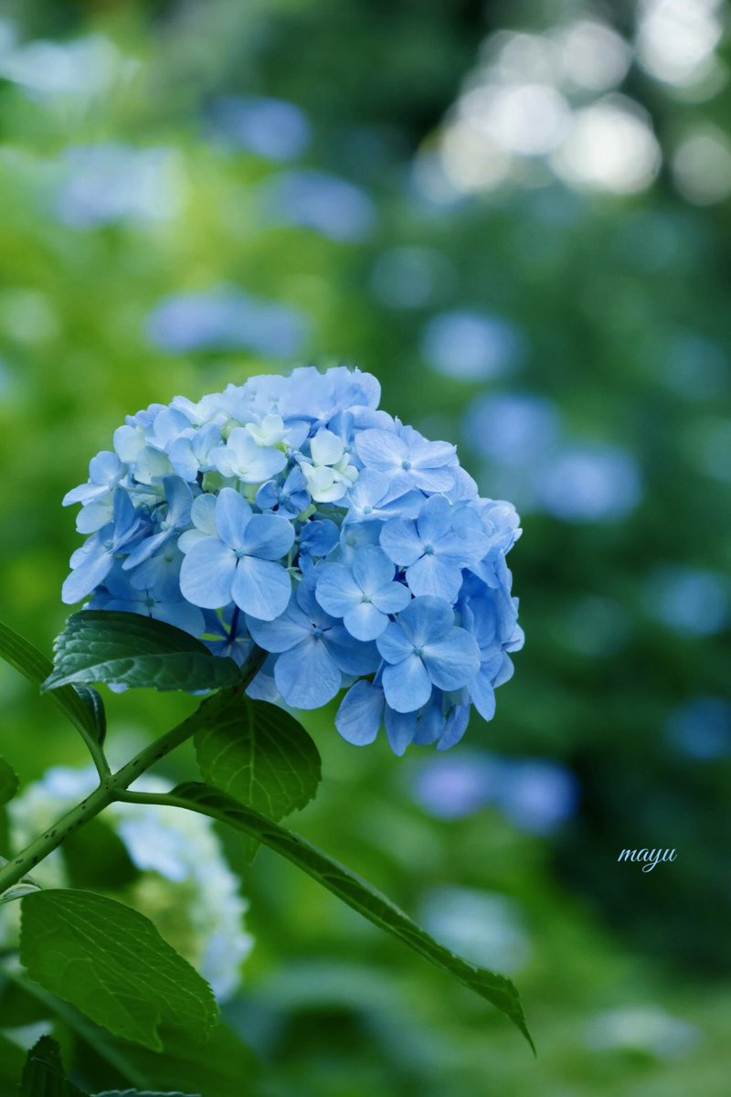 さざなみ tweet media