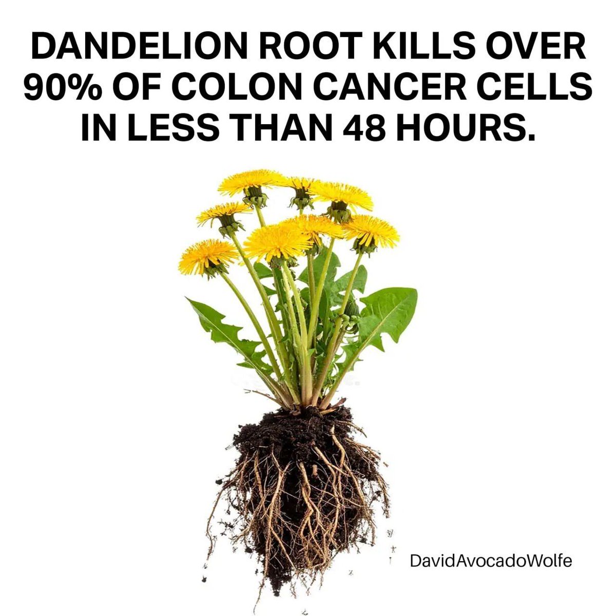 David Wolfe tweet media