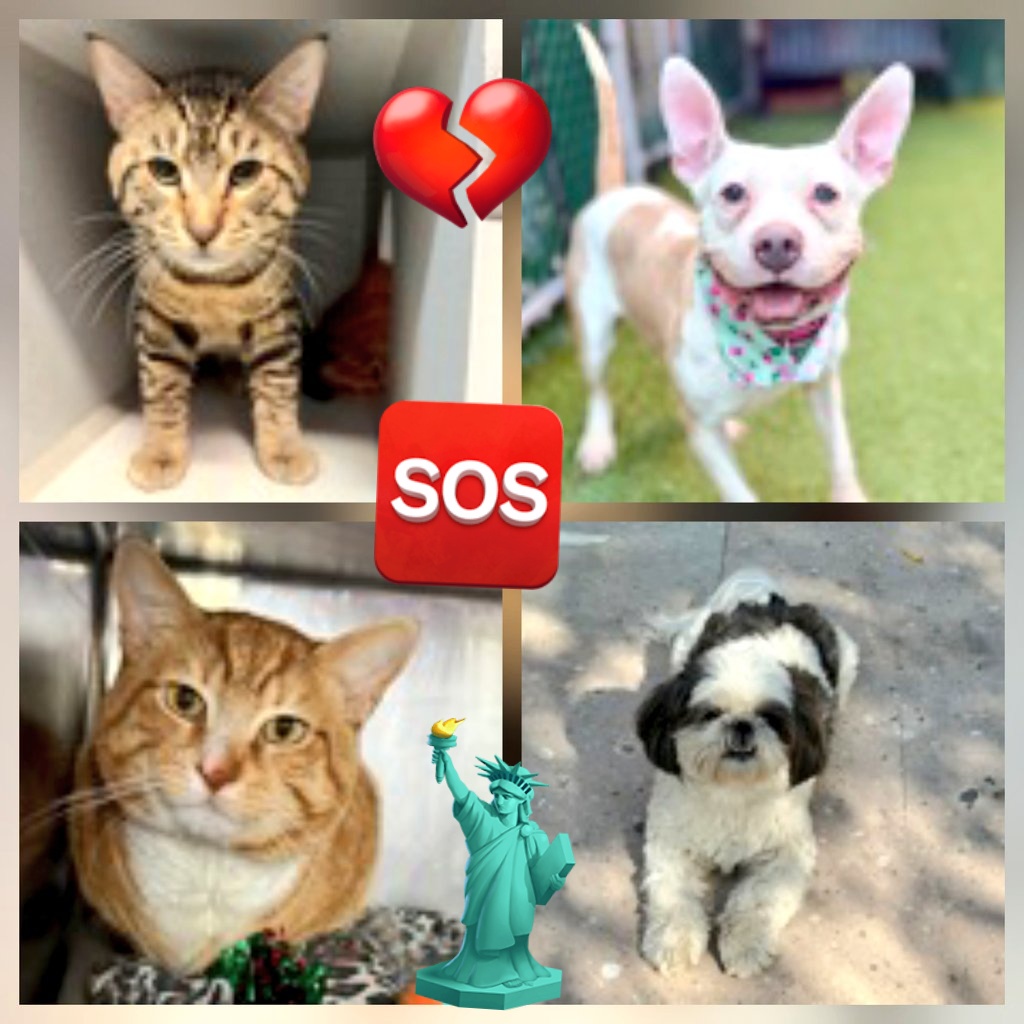 MeowMiya88's tweet photo. 📢🇺🇸🗽Please RT🚨 
34 #NYC #cats #dogs need to be rescued by 12pm Saturday May 30⏳️ 
🆘️EUTH AT RISK BECAUSE ABANDONED🆘️ 
Adoption/Foster/Transport inquiries📲 
Adopt@nycacc.org MLD1nycdogs@gmail.com Nycurgentcats@gmail.com Info@amsterdog.org 
https://t.co/CoGBeXM38e https://t.co/0euR1mVofU