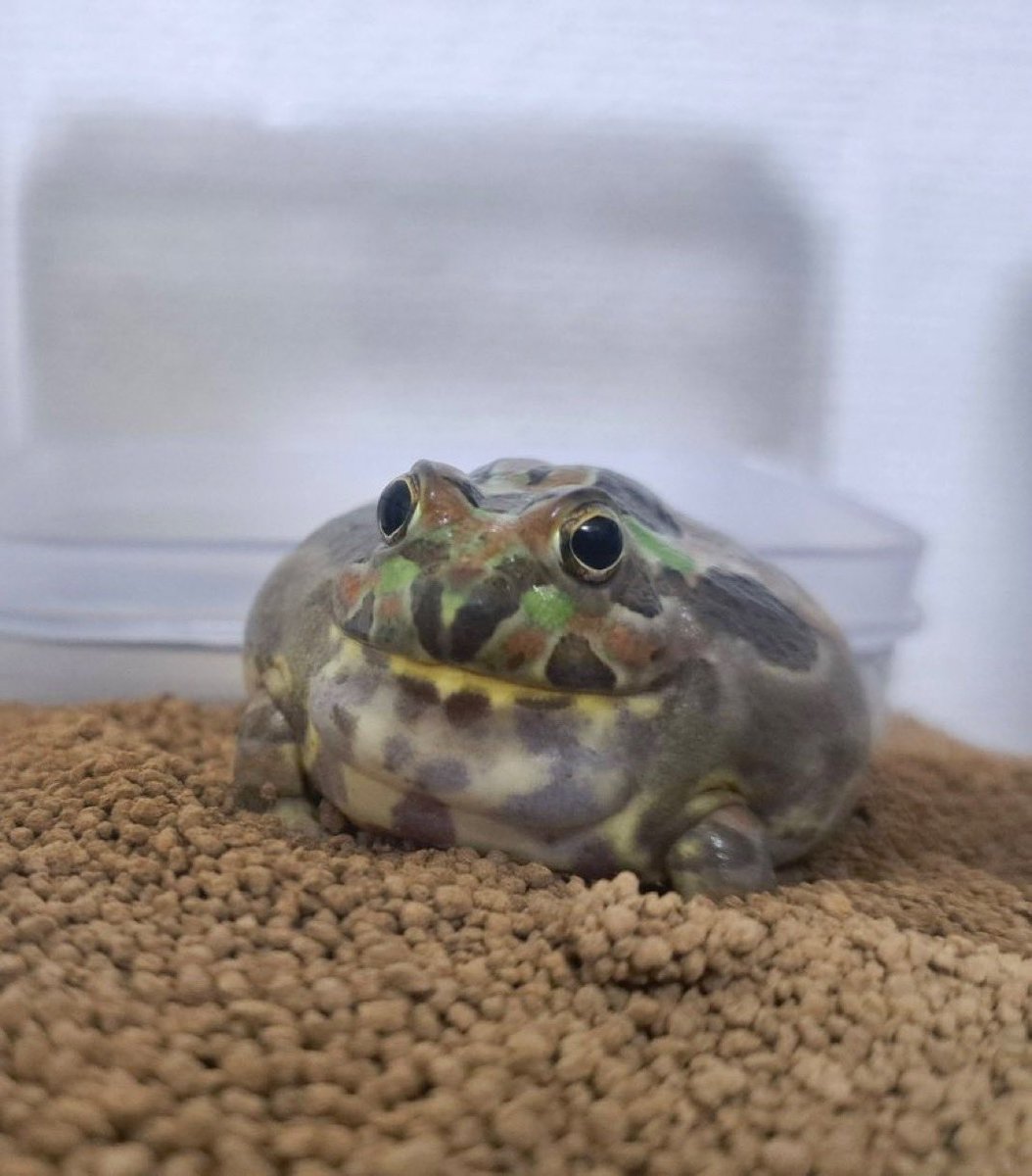 dumbfrogs's tweet photo. https://t.co/VfNo1u2IEd