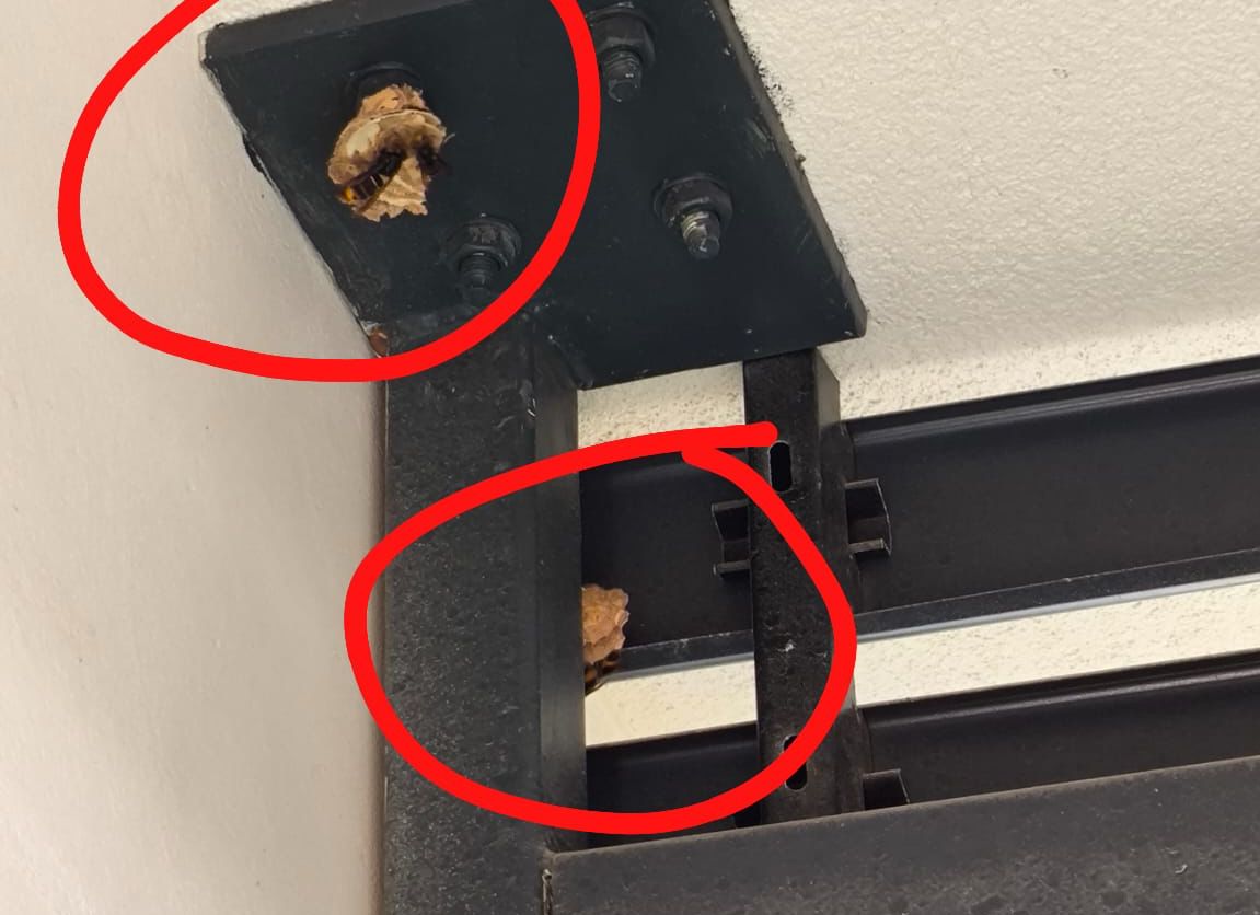 BarakaldoPcivil's tweet photo. Por aviso de vecino, @BarakaldoPcivil ha retirado un nido de avispa asiática en calle Juntas Generales.

El nido se encontraba en fase primaria, al atardecer montamos línea de vida, arneses, retiramos nido y echamos spray por si queda alguna.

#AvispaAsiatica
#MedioAmbiente https://t.co/dZnQAswtGJ