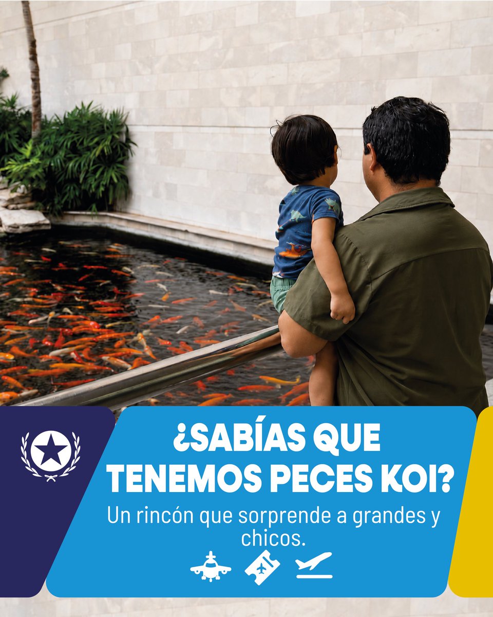Aeropuerto_AAG's tweet photo. ¿Sabías que en el Aeropuerto de Guayaquil tenemos peces koi? 🐟✈️

Un rincón que sorprende a grandes y chicos, y brinda un momento de calma a quienes nos visitan.

#AsíSeHaceGuayaqui #CiudadDeTodos https://t.co/YvI0YaGqzK