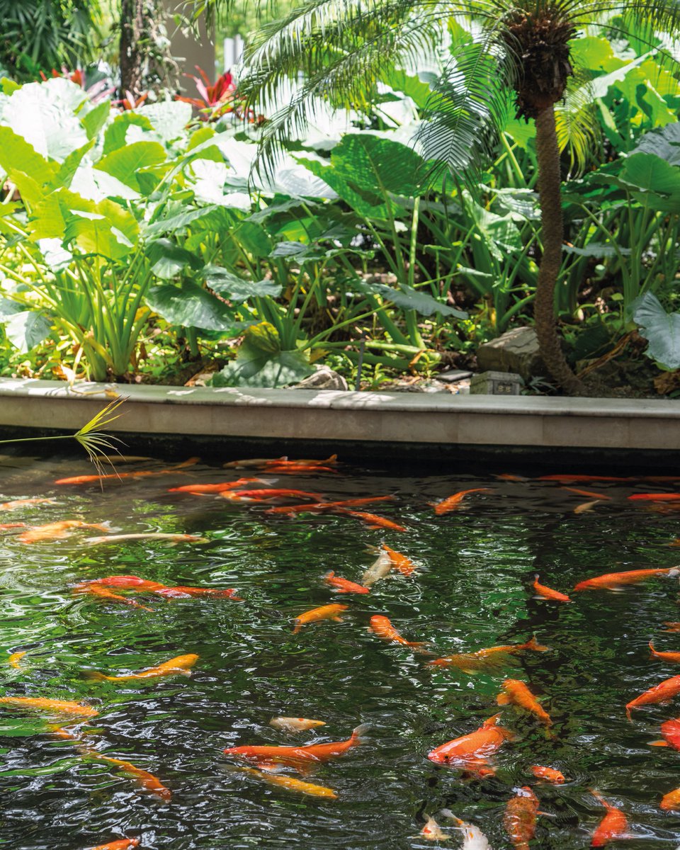 Aeropuerto_AAG's tweet photo. ¿Sabías que en el Aeropuerto de Guayaquil tenemos peces koi? 🐟✈️

Un rincón que sorprende a grandes y chicos, y brinda un momento de calma a quienes nos visitan.

#AsíSeHaceGuayaqui #CiudadDeTodos https://t.co/YvI0YaGqzK