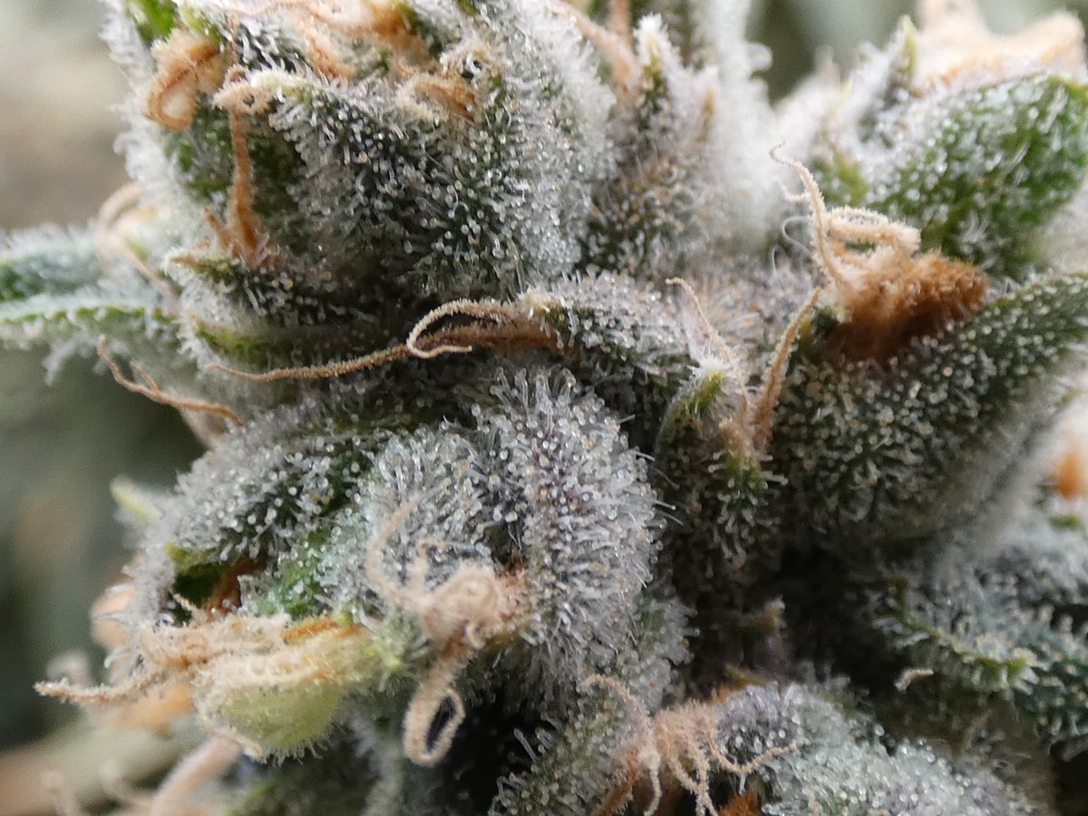 thecannalife420's tweet photo. Be honestβ¦ would you chop now or let it ride another week? πβοΈ
Day 65 and the resin rails are getting stupid.
Cloudy heads everywhere but Iβm thinking the fade + swell still got another gear left. π₯
#CannabisCommunity #Growers #MicroGrowery #HomeGrow #CannabisCultivation #CraftCannabis #IndoorGrowing #WeedTwitter #420Grow #cannalife #weedgrow