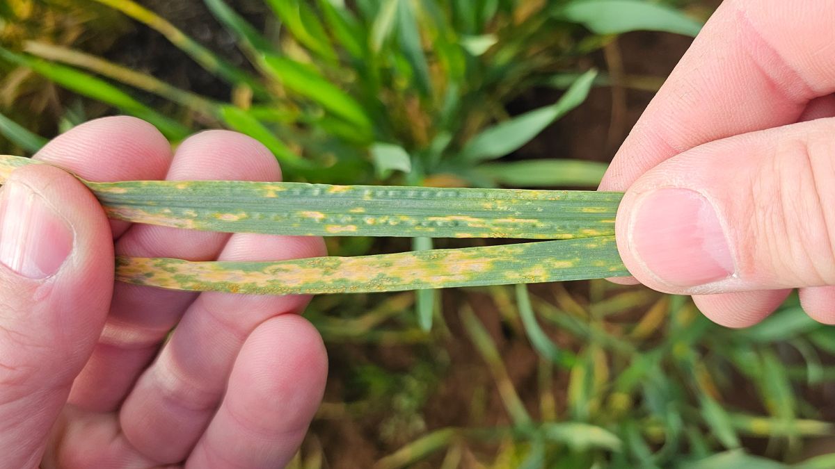 theGRDC's tweet photo. 2025-26 national #CerealRust surveillance finds #StripeRust remains Australia’s major rust disease, with different pathotypes often occurring together ▶️ https://t.co/1xOzv9E9z6

📷 @SydUni 

#GroundCoverOnline #Wheat https://t.co/KKj7PNOzyP