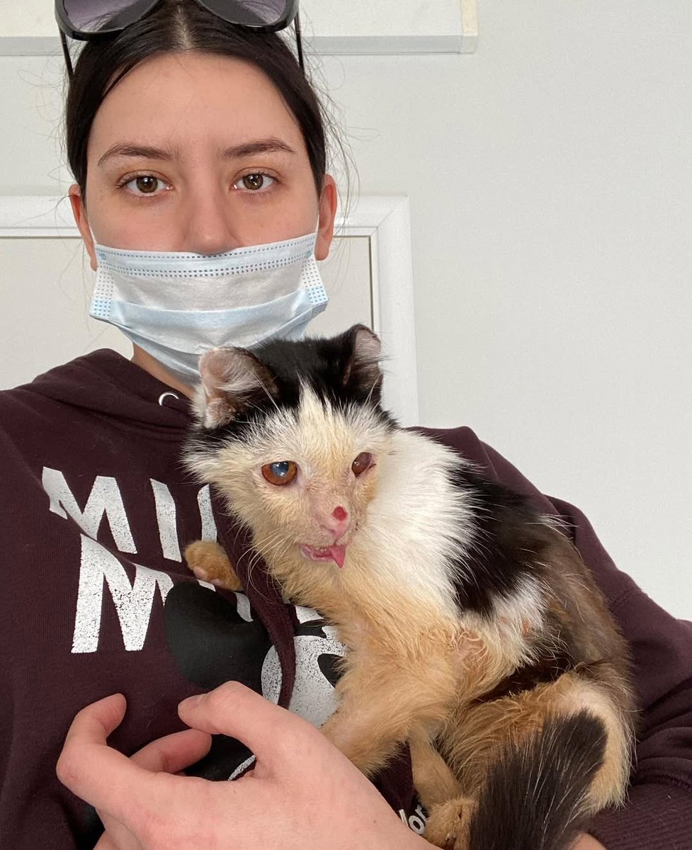 UAanimalres's tweet photo. Pluto fought so hard to live 💔
But now no one is helping…
Please don’t let him suffer again 🙏

Link in our bio https://t.co/NLmVfCbZ4H