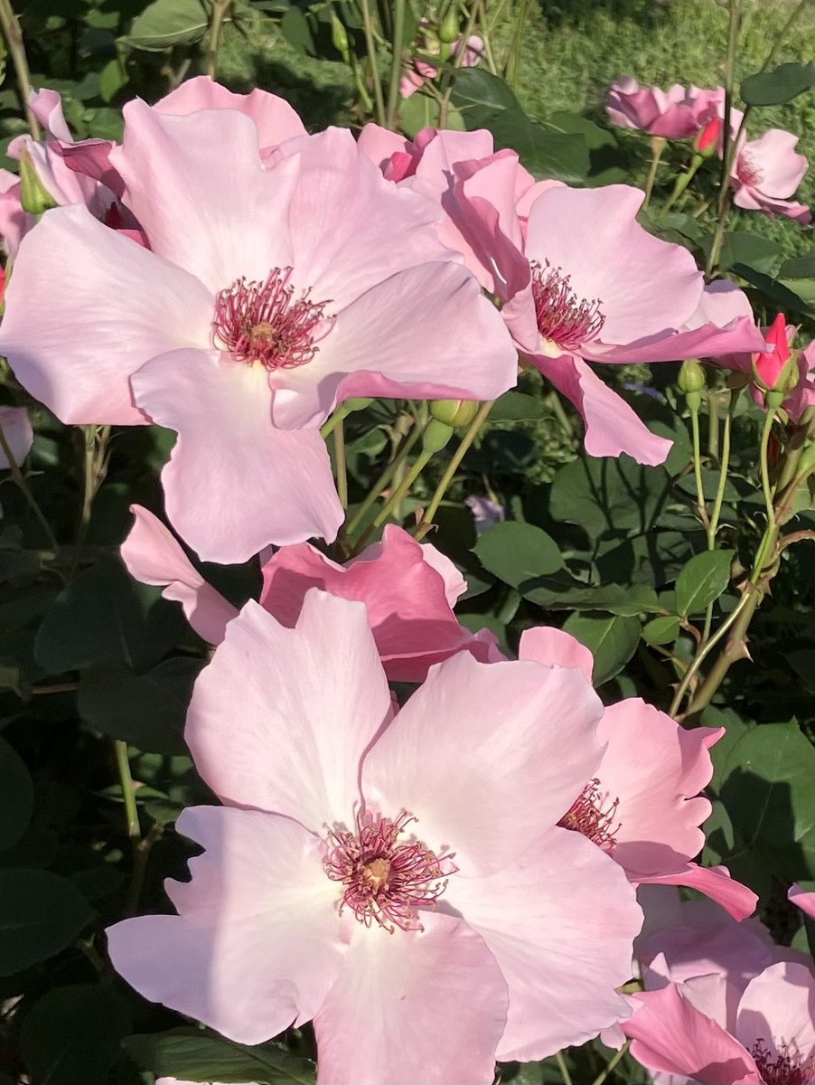 Googooganmo1's tweet photo. おはようございます😃

風が気持ちいい朝☀️

今日も穏やかに🌹デンティベス

#イマソラ #バラ 5月29日金曜日 https://t.co/FErua9Xtti