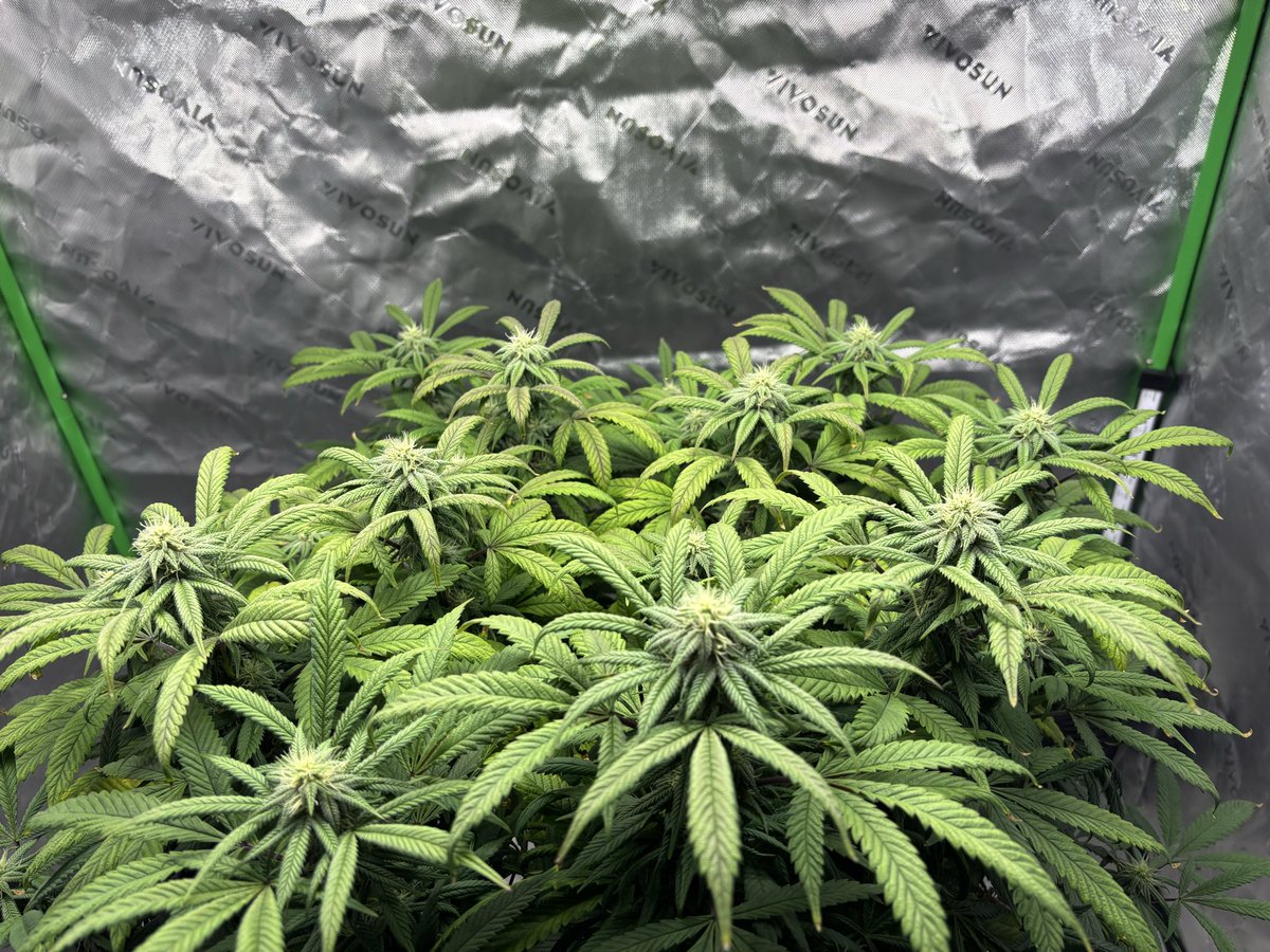 Yeweh7's tweet photo. Gelato 41 x MAC v2 day 20 flower 🌞

Should I remove some of these bs lowers with the big fans or just let’r ride? https://t.co/o12BQX6tEg