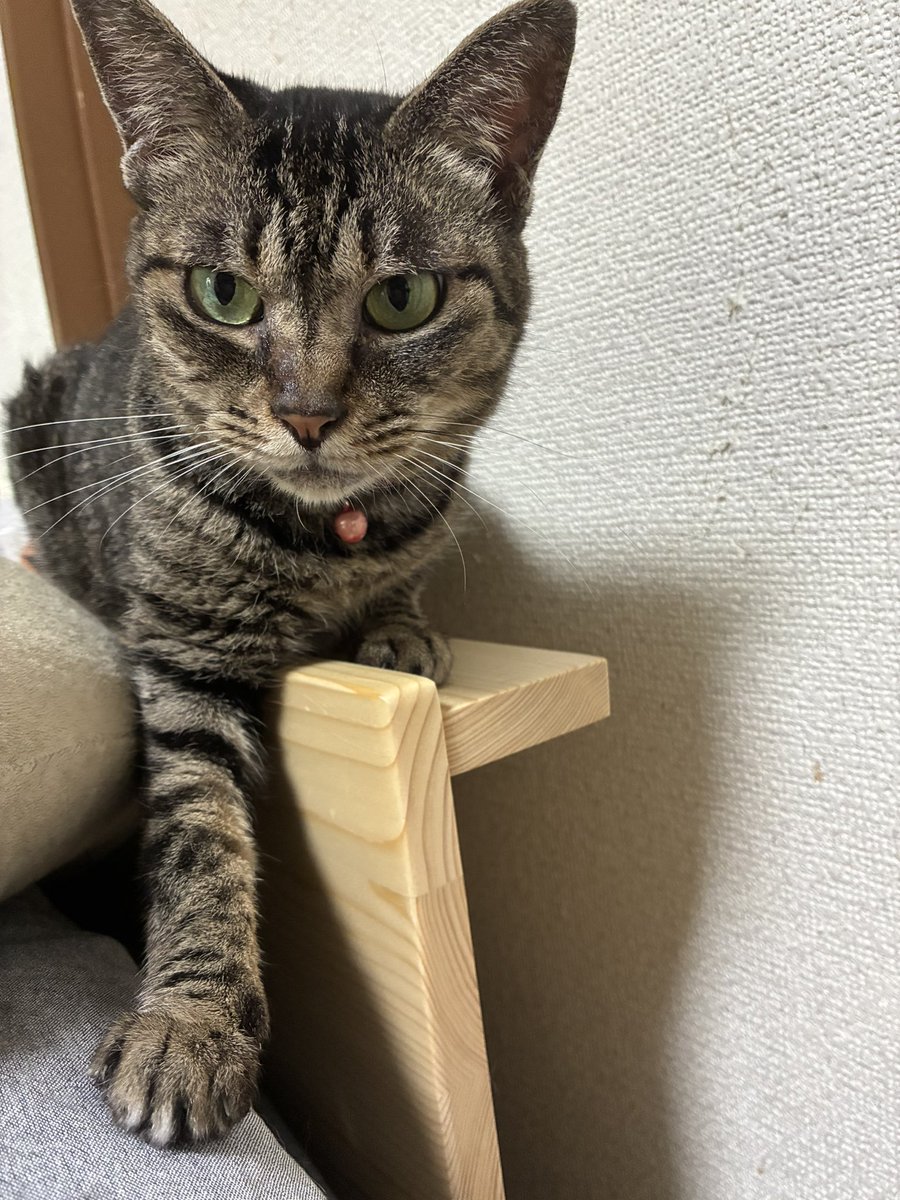小枝 tweet media