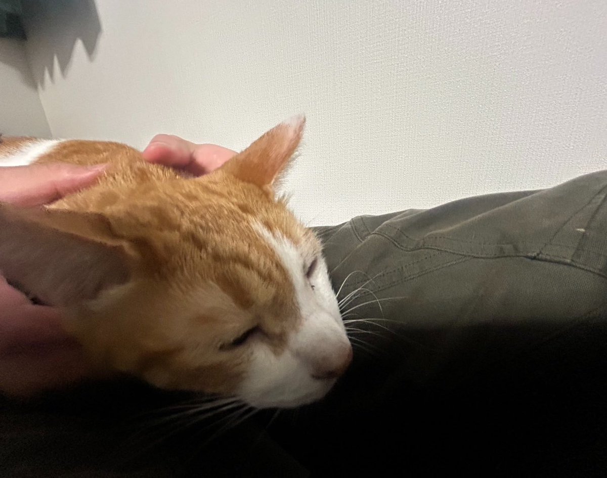 ChaaaaaaaSea's tweet photo. 甘えん坊ちゃん https://t.co/Jv7FkNUKq5
