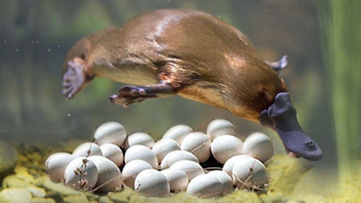 BiPiSci's tweet photo. In a world where duck-billed mammals lay eggs, and giant squids inhabit our oceans, is it so odd that people believe in Bigfoot or Nessie? Perhaps we're looking for undiscovered species in all the wrong places. This week, it's "Skeptic Check: Cryptids" https://t.co/oZEXVbNvTu https://t.co/3fwwlbgpmh
