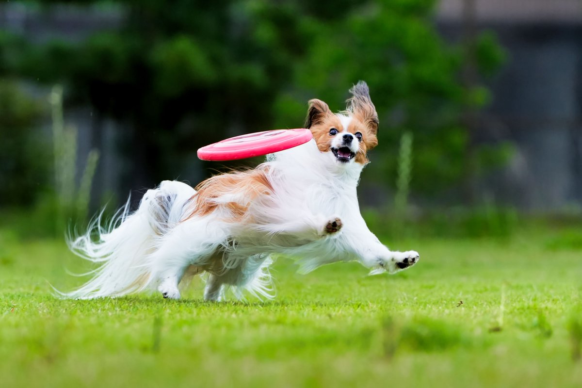 goddog10000's tweet photo. 【方向転換】
「あ‼️そっちかぁ」と気づいた表情😂
SONY α7Ⅳ + 70-200mm F2.8 GM
F4 SS 1/1272秒
#これソニーで撮りました #α7m4 #GMレンズ #望遠レンズ
#パピヨン #papillon #犬の写真 #dogphoto #犬
#ディスクドッグ #discdog #フリスビードッグ #frisbeedog #flyingdisc https://t.co/fXepT5towL