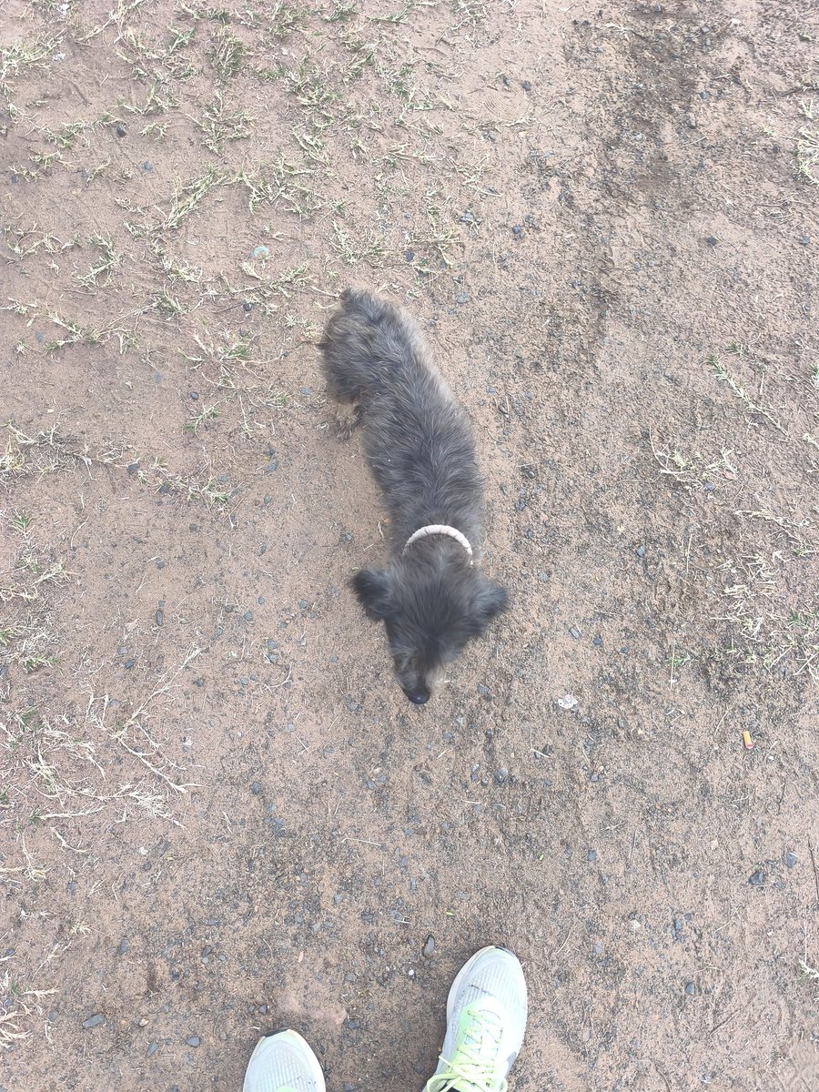 TiFaNiiii's tweet photo. Gente de loma pyta límite de Mariano roque Alonso.. está perrita me siguió desde la doble avenida y no me dió el corazón de dejarle, está retenida en casa.. 0961856801. Le habilitó vete para análisis xq está un poco flaca y castración xq creo que está entrando en celo.. https://t.co/OrkrZHXigK