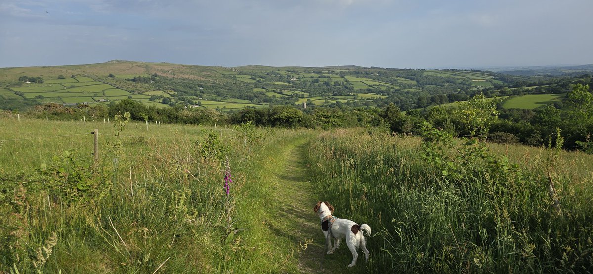 redteamJSY's tweet photo. Lovely morning with Gimlet in the Haytor dog secure field! Followed by a walk around Widecombe to cap off some lovely weather! #gimlet #dogwalks #dartmoor https://t.co/kDcf293kSY