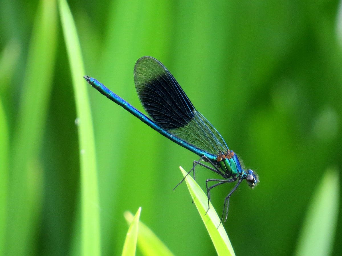 ChilternNature's tweet photo. Although one of our most common Dragonflies, I think a male Banded Demoiselle is hard to beat. Like flying jewels. https://t.co/I6nyBFJCx2