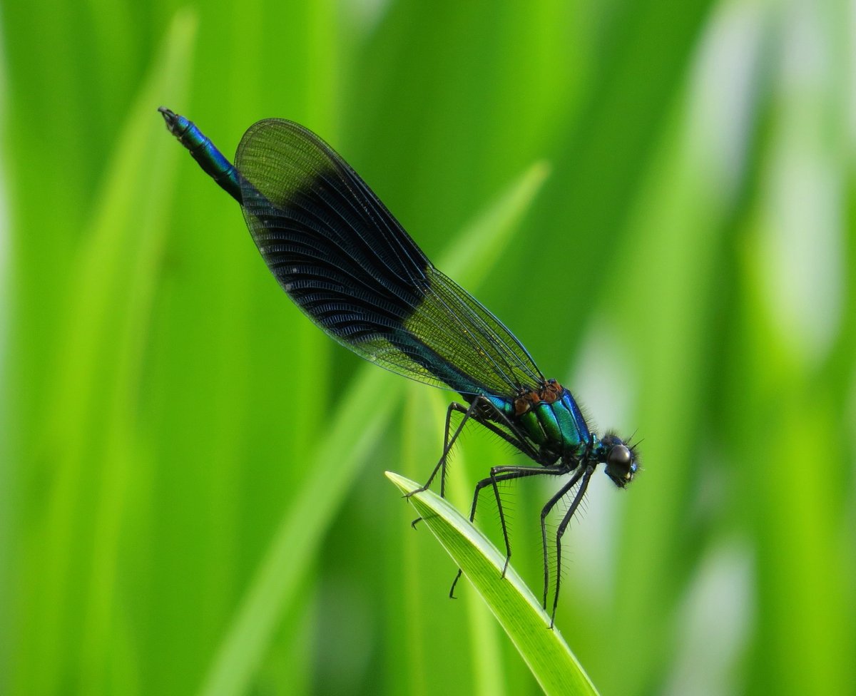 ChilternNature's tweet photo. Although one of our most common Dragonflies, I think a male Banded Demoiselle is hard to beat. Like flying jewels. https://t.co/I6nyBFJCx2