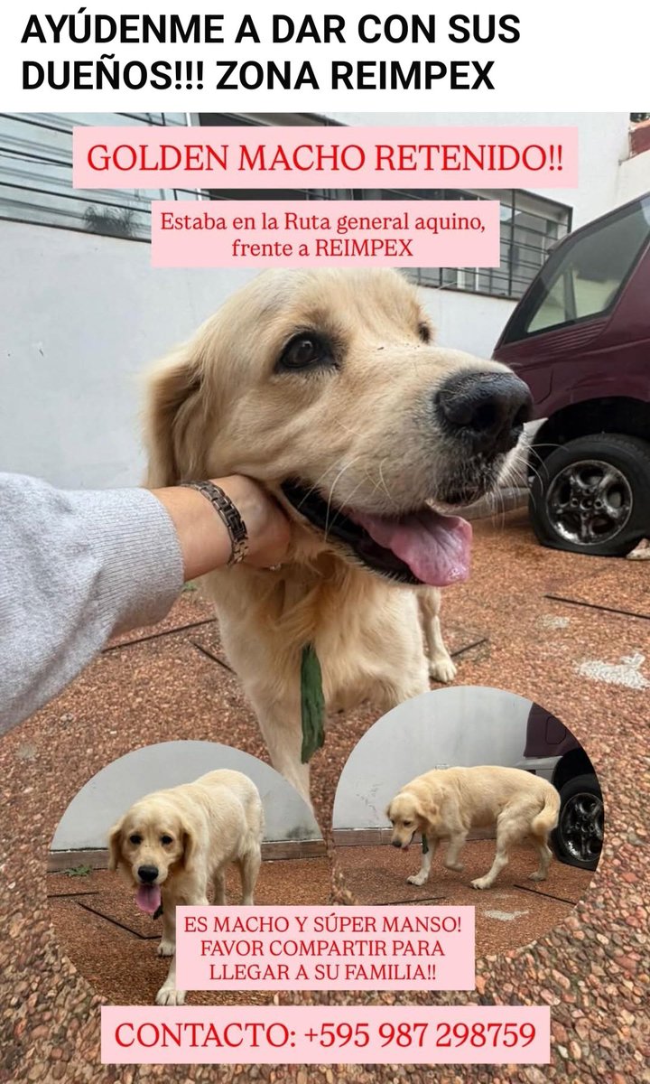 Miravalpy's tweet photo. Atencion Retenido zona Reimpex Luque @Ayudandopeludos @patitaperdidas @perdidospy https://t.co/XfPOupCMLV