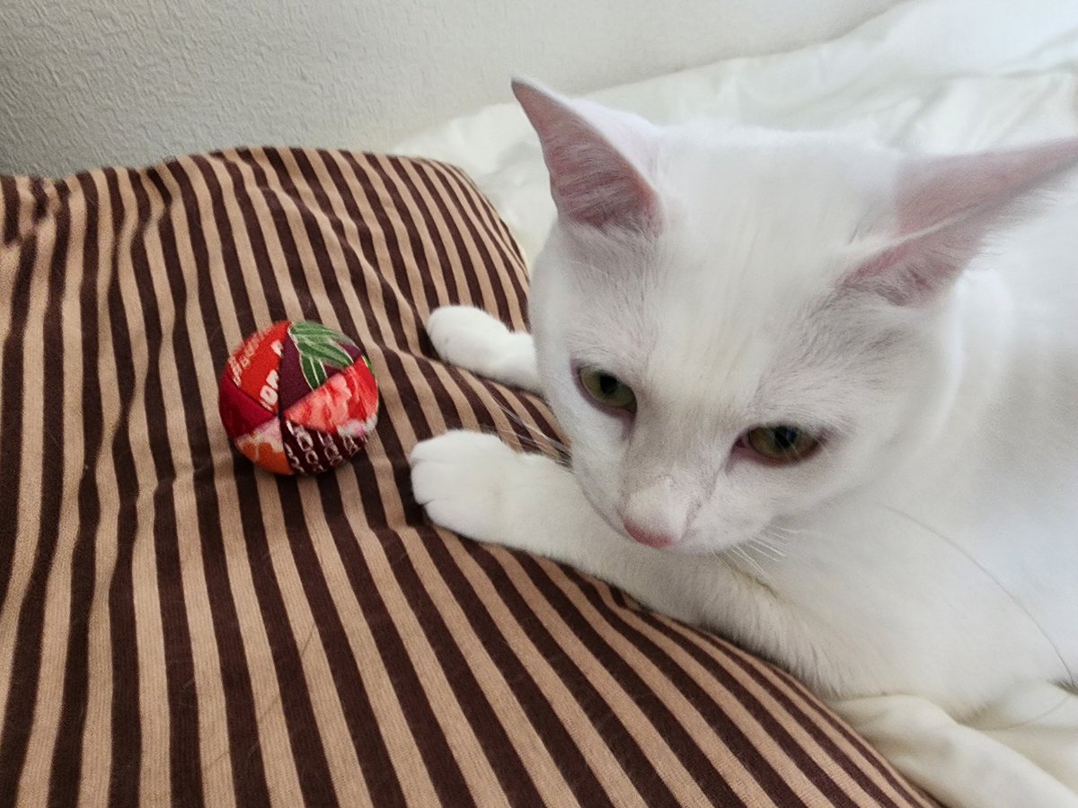ゆみネコ様 行ってきます🍀 #猫のいる暮らし