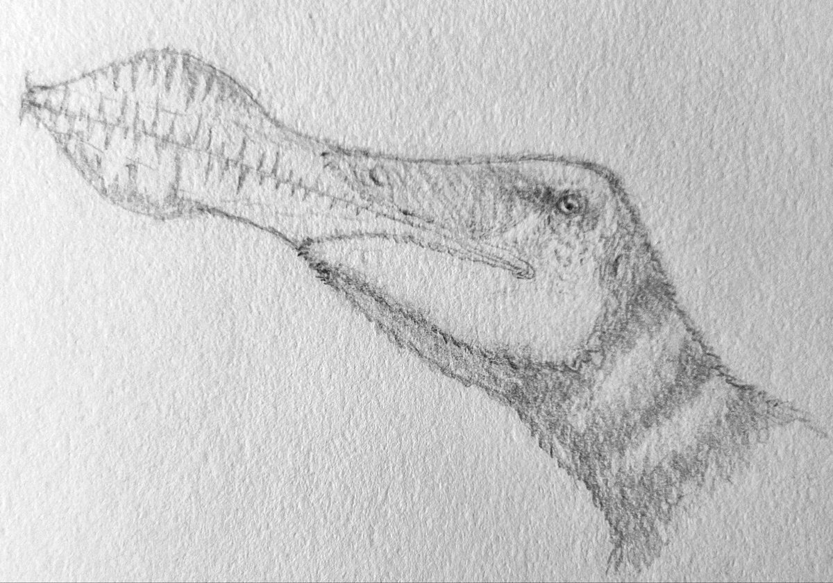 quackingbeast33's tweet photo. Day 8-Anhanguera piscator

#art #paleoart #pterosaur #flyingreptile #anhanguera #pteromaybr #pteromaiobr #sciart #sketch https://t.co/HecwR4FhR4