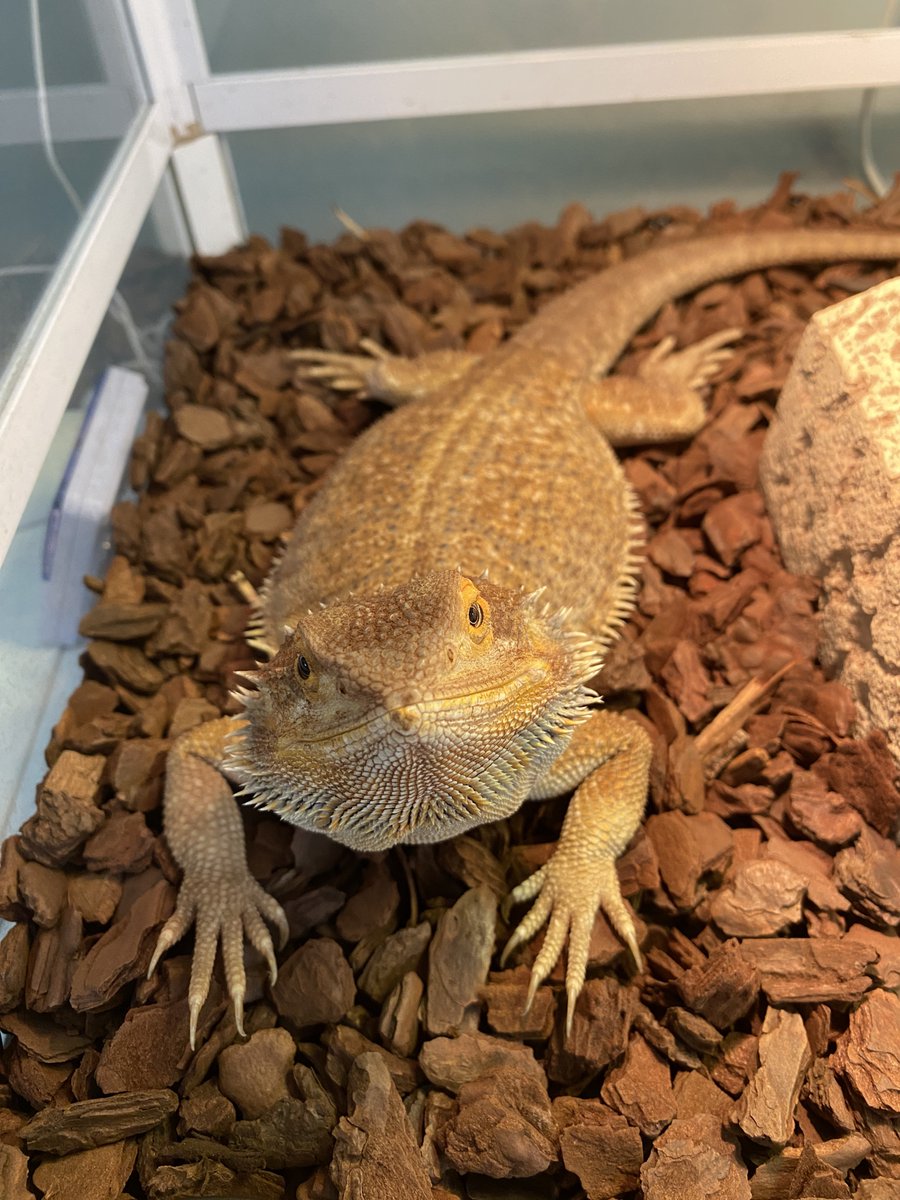 horyyy's tweet photo. おはようございます。
今日のタイちゃんです。 https://t.co/ZdPSVCRJCe