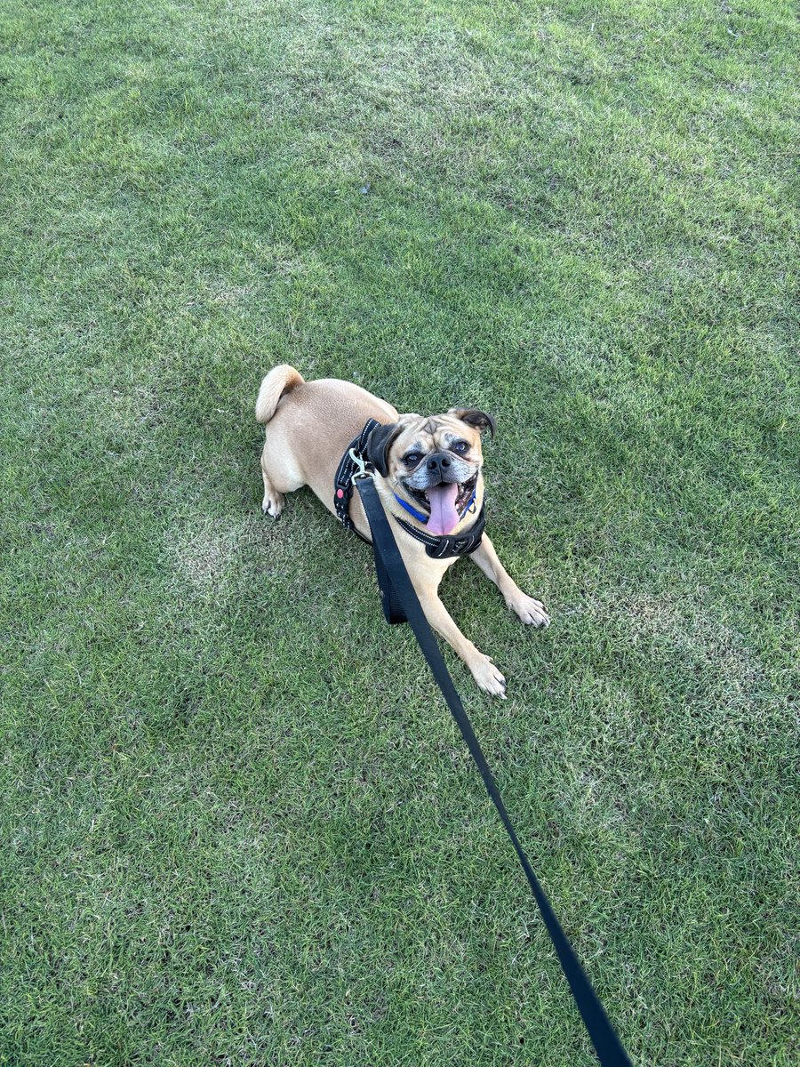 SportsManDan's tweet photo. Milo is OUTSIDE https://t.co/2tj021PmV6