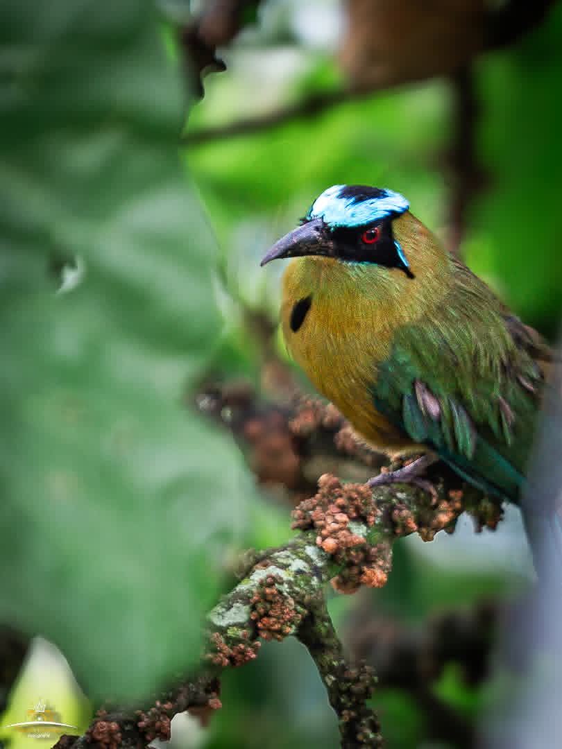 rios_galea53853's tweet photo. El barranquero( conocido también como soledad) aunque es un ave muy común,  es hermoso su plumaje,  en Jerico podemos avistar a este hermoso habitante, es tan representativo de la riqueza natural que ilustra el billete de 100000 pesos colombianos.
Una belleza 🐦
@VeeduriaJerico https://t.co/LCIsngDKcQ