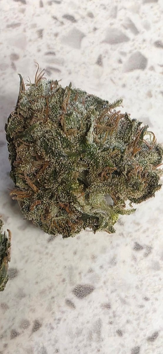 MichaelSei99699's tweet photo. Shasta cola test nug still super wet and gummy. Still on the whole plant hang. My bro science tells me hanging the whole plant is the best way to pre cure. Let her drain the stalk of liquid and meds to slow the process down. 
Flash, no flash shots. https://t.co/p9BF1ABRgV