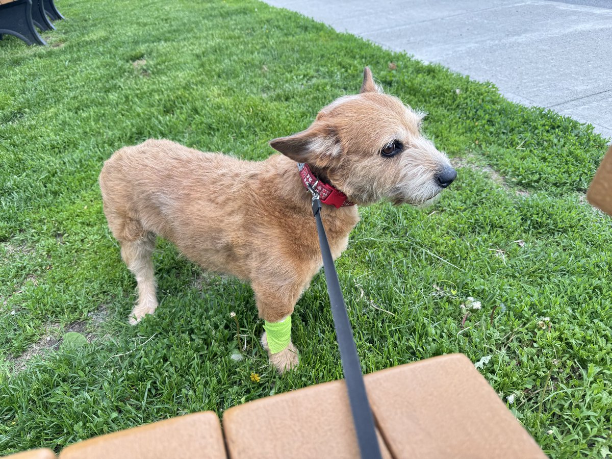 KatLink's tweet photo. Koop made it out of the vet, diagnoses is….. 

balls too big and body too low to the ground he somehow cut his pp 😭

BUT HE HEALTHY ❤️ https://t.co/GGPLgheBGC