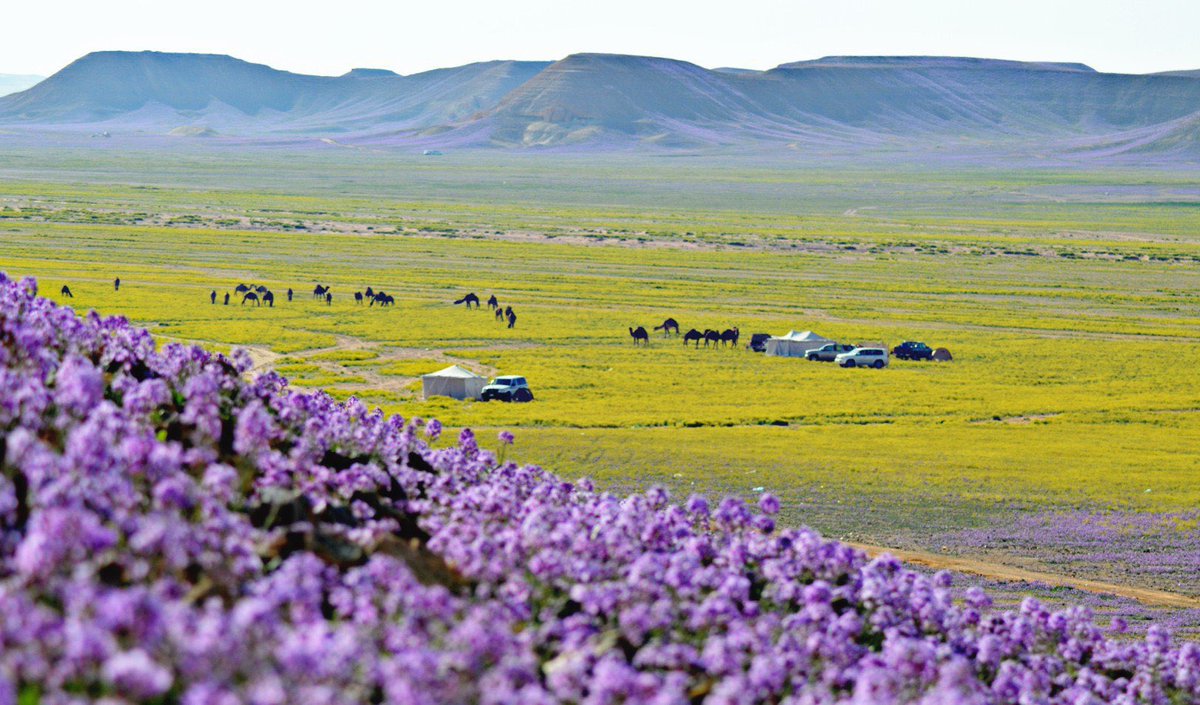 aseelswaid9's tweet photo. Spring in Saudi Arabia https://t.co/bHGnnObtnq