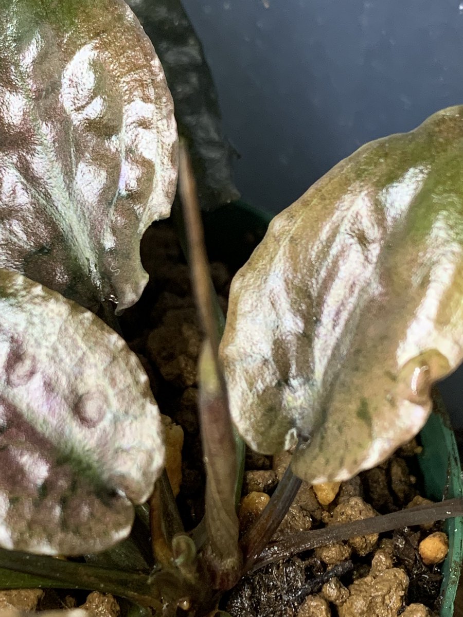 idmachide's tweet photo. Cryptocoryne striolata “Bourgogne Red“ PP-241107-1 Berau Kalimantan Timur 
今月咲くの2回目 https://t.co/WB0JdkCQKM