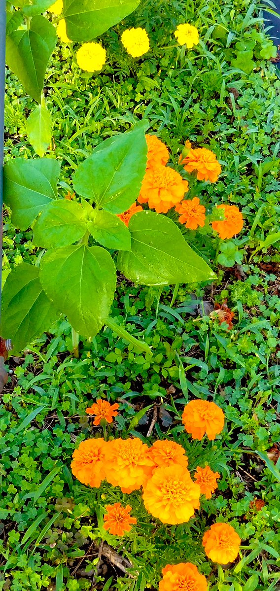 ひまわりとマリーゴールドの コラボ🌻🌼 こちらのひまわりは咲くのは