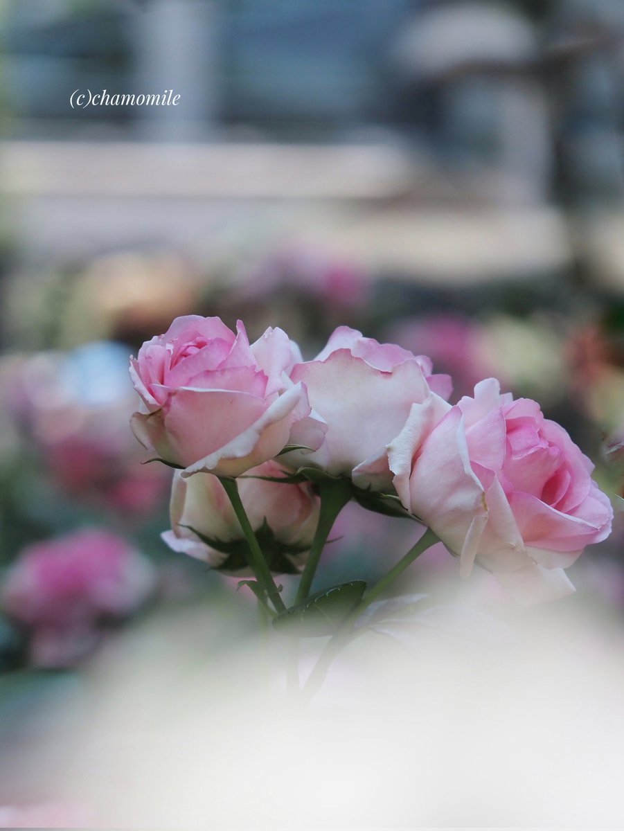 𝕔𝕙𝕒𝕞𝕠𝕞𝕚𝕝𝕖🌹🌿 tweet media