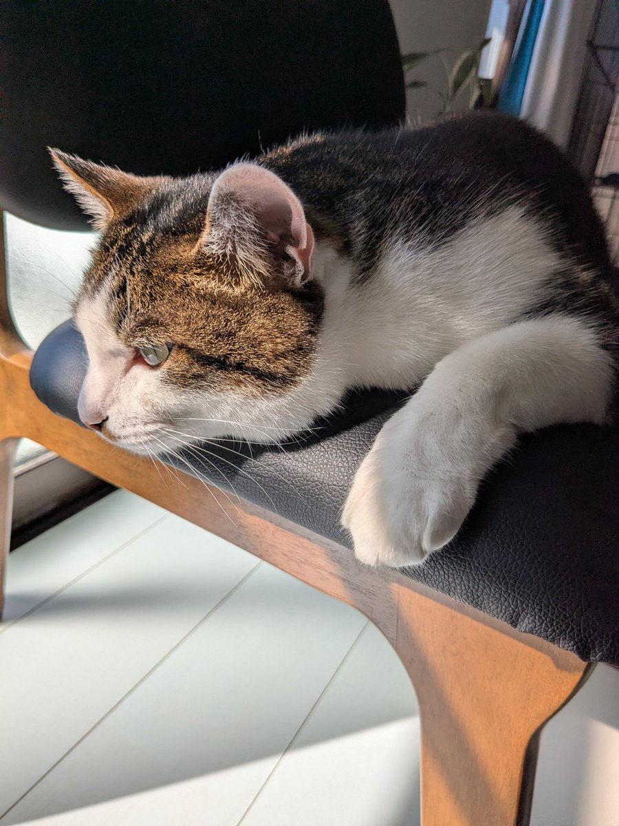 cutshoplefty's tweet photo. おはようございます☀️

今日もよろしくお願いします😊
今の銀ちゃんです😺 https://t.co/kUk4lJTHpM