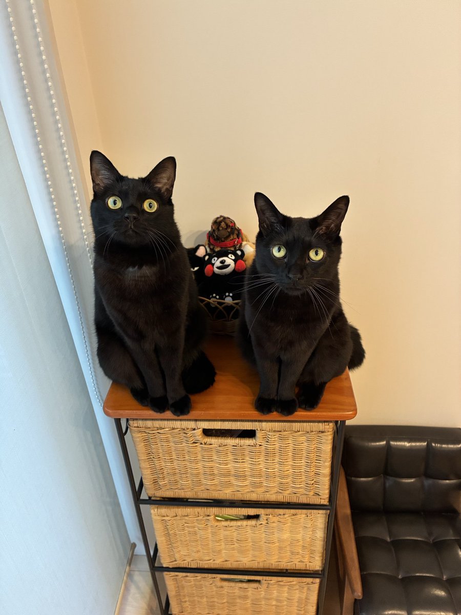 鳥待ち中を正面から見るとこんな感じ #黒猫 #BlackCat #猫の居る暮らし
