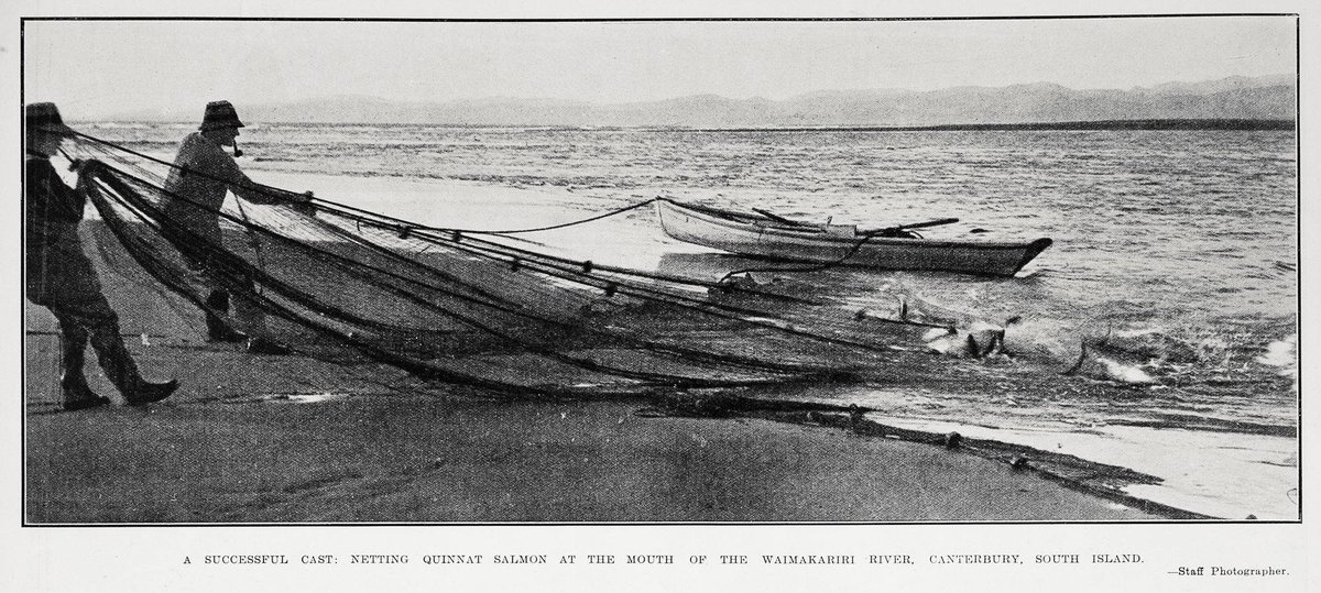 AkWeeklyNews's tweet photo. A successful cast: netting quinnat salmon at the mouth of the Waimakariri River, Canterbury, South Island.    
https://t.co/zSILz33otU https://t.co/jJ9XNAhsUO